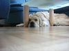 Golden Retriever Foto: nicht mal hier hat man seine Ruhe (ID 13093) Golden Retriever Hund