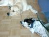 Golden Retriever Foto: sooooo müde (ID 13092) Golden Retriever Hund