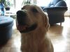 Golden Retriever Foto: Unser Quinn (ID 14730) Golden Retriever Hund