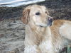 Golden Retriever Foto: eine liebenswerte Wasserratte (ID 38684) Golden Retriever Hund