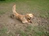 Golden Retriever Foto: was gibt es Schöneres... (ID 18990) Golden Retriever Hund