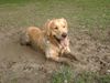 Golden Retriever Foto: was gibt es Schöneres... (ID 18989) Golden Retriever Hund