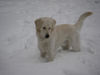 Golden Retriever Foto: Was ist denn hier los !? (ID 27015) Golden Retriever Hund