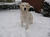 Golden Retriever Foto: Balou mit 15 Monaten (ID 27016) Golden Retriever Hund