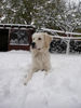 Golden Retriever Foto: Balou mit 15 Monaten (ID 27017) Golden Retriever Hund