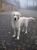 Golden Retriever Foto (ID 31530) Golden Retriever Hund
