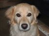 Golden Retriever Hund