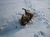 Golden Retriever Foto: Schneeeeeeeeee!!!! (ID 29474) Golden Retriever Hund