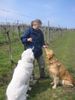 Golden Retriever Foto: Hmmm, schmecken die Leckerls aber gut (ID 19920) Golden Retriever Hund