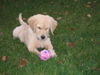 Golden Retriever Foto: Anton und sein Lieblingsball (ID 40789) Golden Retriever Hund