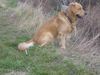 Golden Retriever Foto: Was tut sich da unten? (ID 19918) Golden Retriever Hund
