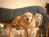 Golden Retriever Foto: Das ist Leo unser Sonnenschein (ID 30816) Golden Retriever Hund