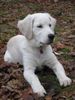 Golden Retriever Foto (ID 17185) Golden Retriever Hund