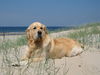 Golden Retriever Foto: ein total verrückter ,süßer Goldie Rüde (ID 36555) Golden Retriever Hund