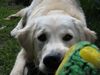 Golden Retriever Foto: Toby beim Spielen (ID 31710) Golden Retriever Hund