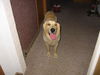 Golden Retriever Foto: man ist das interessant... (ID 26397) Golden Retriever Hund
