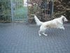 Golden Retriever Foto: das ist mein goldenretriever MERLIN er ist 3 jahre und 8 monate alt (ID 18327) Golden Retriever Hund