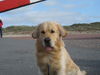 Golden Retriever Foto: Billy im Harz (ID 36632) Golden Retriever Hund