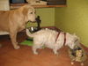 Golden Retriever Foto: Meiner kleinen Freundin lass ich den Vortritt (ID 40790) Golden Retriever Hund