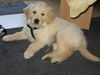 Golden Retriever Foto: Mira (ID 38968) Golden Retriever Hund