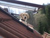Golden Retriever Foto: Was guckst Du? (ID 31009) Golden Retriever Hund