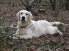 Golden Retriever Foto: Hannibal 11 Mon. (ID 29254) Golden Retriever Hund