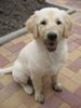 Golden Retriever Foto: Mira (ID 38967) Golden Retriever Hund