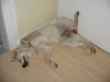 Golden Retriever Foto: Mira beim schlafen (ID 38514) Golden Retriever Hund