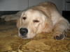 Golden Retriever Foto: Mira fix und feritg (ID 38842) Golden Retriever Hund