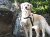Golden Retriever Foto: Hechel..... (ID 30606) Golden Retriever Hund