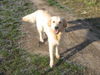 Golden Retriever Foto: Mira (1Jahr) (ID 38513) Golden Retriever Hund