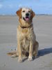 Golden Retriever Foto: Kleine süße Emma! (ID 27317) Golden Retriever Hund