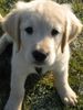 Golden Retriever Foto: Unser Balu (ID 28781) Golden Retriever Hund