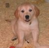 Golden Retriever Foto: Ronja (ID 22699) Golden Retriever Hund