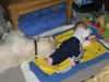 Golden Retriever Foto: Balou als Kindermädchen !!! (ID 31488) Golden Retriever Hund