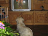 Golden Retriever Foto: Balou und Schweinchen Babe (ID 31489) Golden Retriever Hund