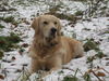 Golden Retriever Foto: Schnee ist auch nur gefrorenes Wasser (ID 40792) Golden Retriever Hund