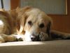 Golden Retriever Foto: Unser 'Firmenhund' Archimedes (ID 5431) Golden Retriever Hund