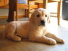 Golden Retriever Foto: Danny Dancer (ID 28576) Golden Retriever Hund