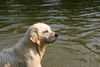 Golden Retriever Foto: Golden Retriever (ID 23714) Golden Retriever Hund