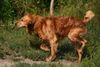 Golden Retriever Foto: Wasser (ID 23589) Golden Retriever Hund