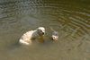 Golden Retriever Foto: schau ich kann da schon stehen (ID 23715) Golden Retriever Hund