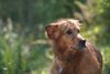 Golden Retriever Foto: Warte, ich komme schon mit (ID 23590) Golden Retriever Hund