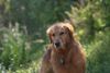 Golden Retriever Foto: schau mich an (ID 23591) Golden Retriever Hund