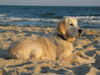 Golden Retriever Foto: Dancer am Strand (Seriene Classic in Overath) (ID 28529) Golden Retriever Hund