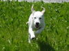 Golden Retriever Foto: Einstein (ID 33363) Golden Retriever Hund