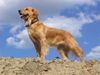 Golden Retriever Foto: stolze jella in der Tongrube (ID 12775) Golden Retriever Hund