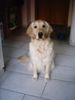 Golden Retriever Foto: akira (ID 12598) Golden Retriever Hund