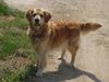 Golden Retriever Foto: Sandy, die Hündin meiner Freundin (ID 17198) Golden Retriever Hund