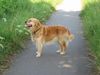 Golden Retriever Foto: und nochmal Sandy (ID 17199) Golden Retriever Hund